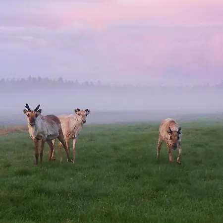 Huvilat Porila Ranua