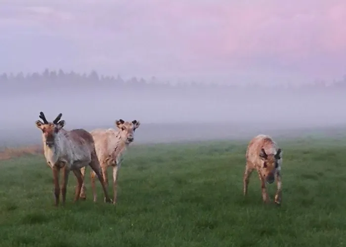 Βίλα Porila Ranua